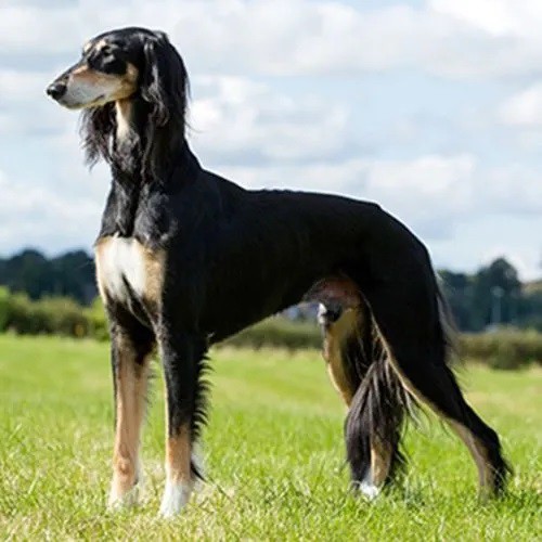 Saluki Saluki