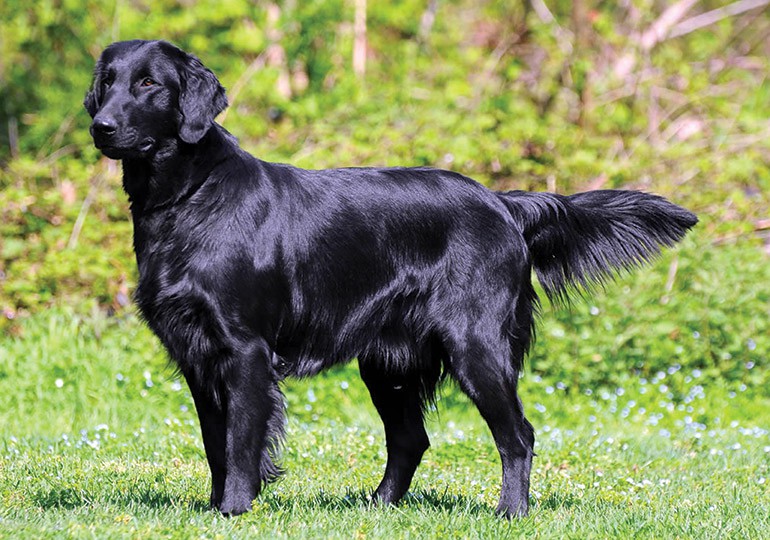 Flat-Coated-Retriever